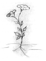 missing image file